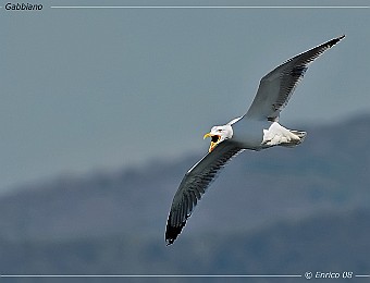 Animali 249